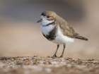 Two-banded plover on the coast at Volunteer Point. South America, Falkland Islands, East Falkland Art Print